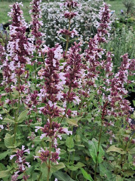 Lielziedu kaķmētra Dawn to Dusk Nepeta grandiflora Dawn to Dusk