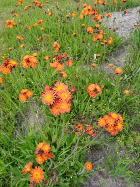 Oranžā mauraga (Hieracium aurantiacum)