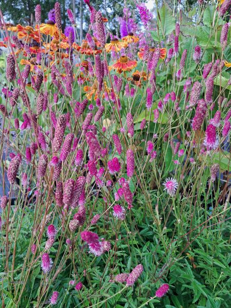 Brūnvālīte Pink Tanna - Sanguisorba Pink Tanna