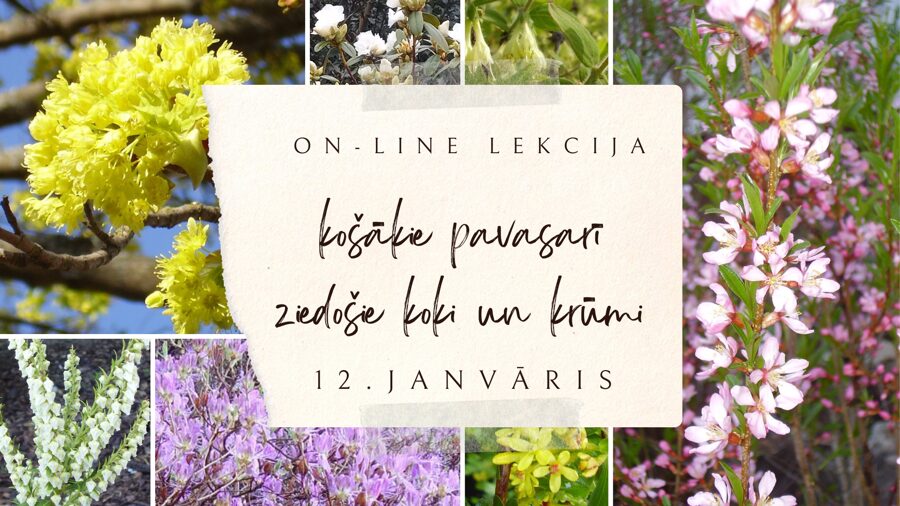 12.janvāra ZOOM lekcija "Košākie pavasarī ziedošie koki un krūmi"