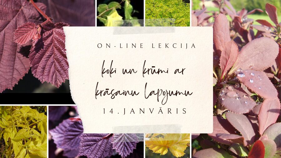 14.janvāra ZOOM lekcija "Koki un krūmi ar krāsainu lapojumu”