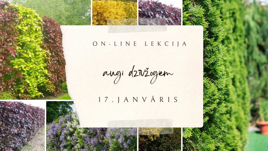 17.janvāra ZOOM lekcija "Augi dzīvžogiem”