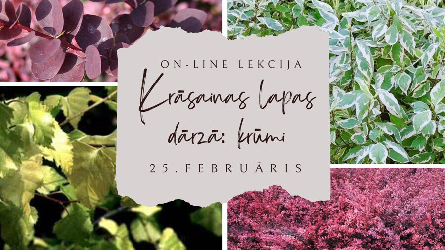 25.februāra ZOOM lekcija "Krāsainas lapas dārzā: krūmi"