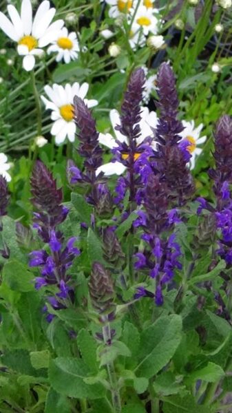 Izcilā salvija Adora Blue (Salvia Adora Blue)
