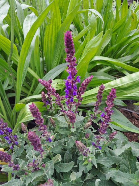 Izcilā salvija Blue Queen Salvia superba Blue Queen
