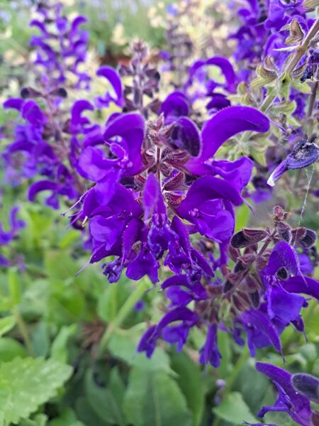 Salvija Evening Attire, Salvia nemorosa Evening Attire