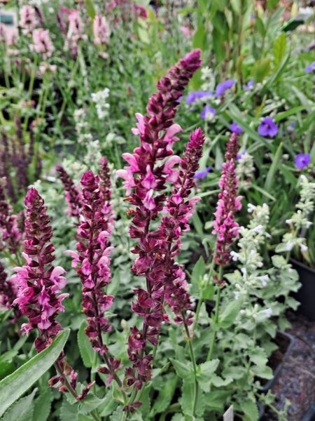 Salvija Rose Queen (Salvia nemorosa Rose Queen)