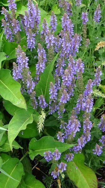 Salvija Blauhugel (Salvia nemorosa Blauhugel)