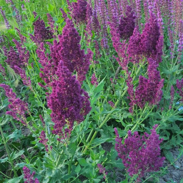 Salvija Schwellenburg Salvia nemorosa Schwellenburg
