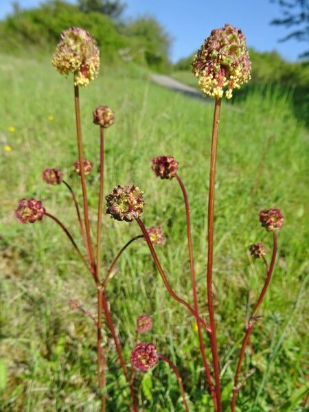 Mazā zaļvālīte (Sanguisorba minor syn. Poterium sanguisorba)