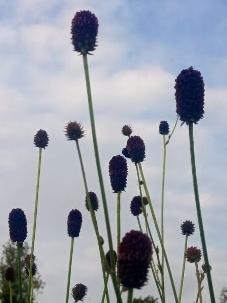 Dziedniecības brūnvālīte (Sanguisorba officinalis)