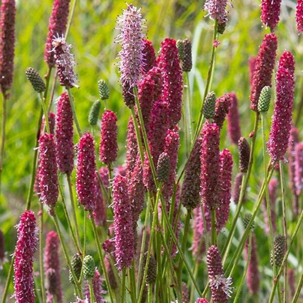 Brūnvālīte Blackthorn (Sanguisorba officinalis Blackthorn)