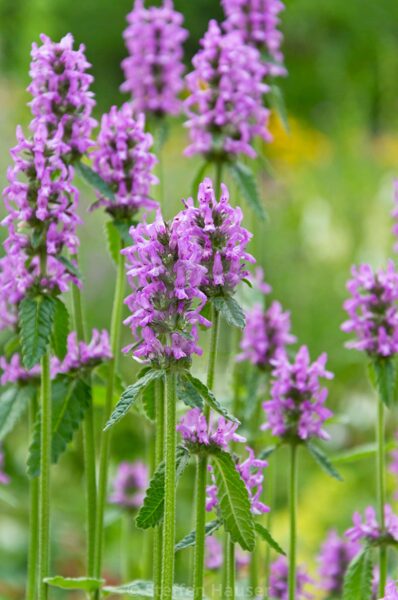 Ārstniecības pātaine (Stachys officinalis)