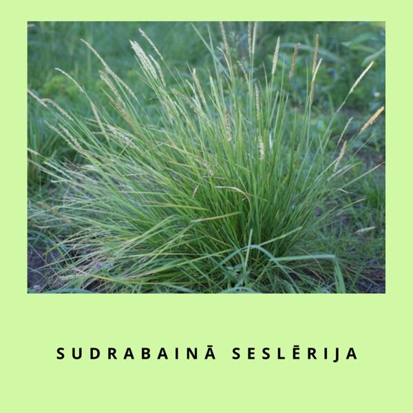 Sudrabainā seslērija - Sesleria argentea