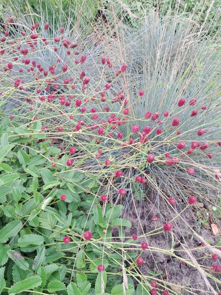 Brūnvālīte Tanna - Sanguisorba officinalis Tanna