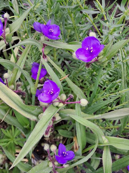 Virdžīnijas tradeskantija (Tradescantia virginiana)