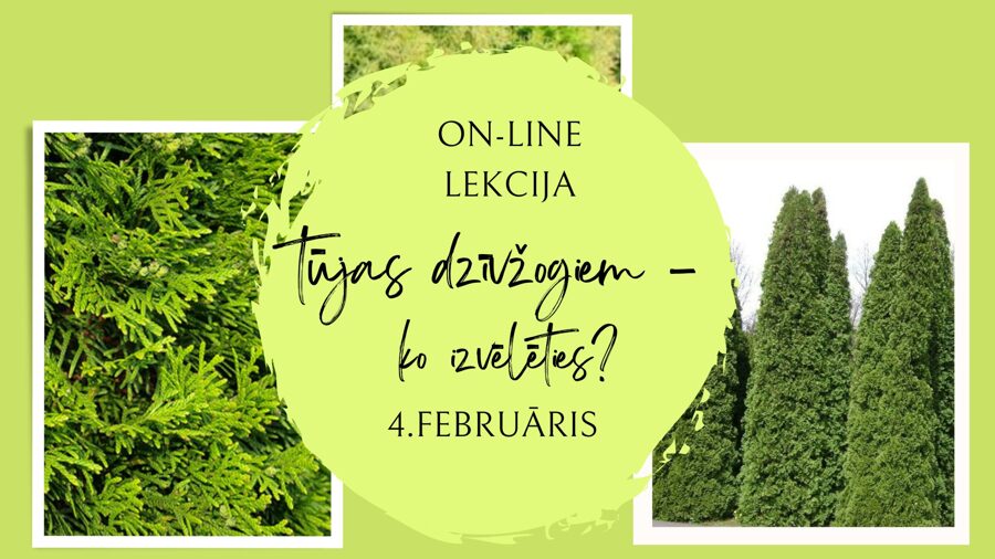 4.februāra Zoom lekcija "Tūjas dzīvžogam - ko izvēlēties?" 