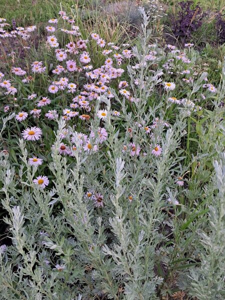 Vērmele Silverado (Artemisia absinthum Silverado)