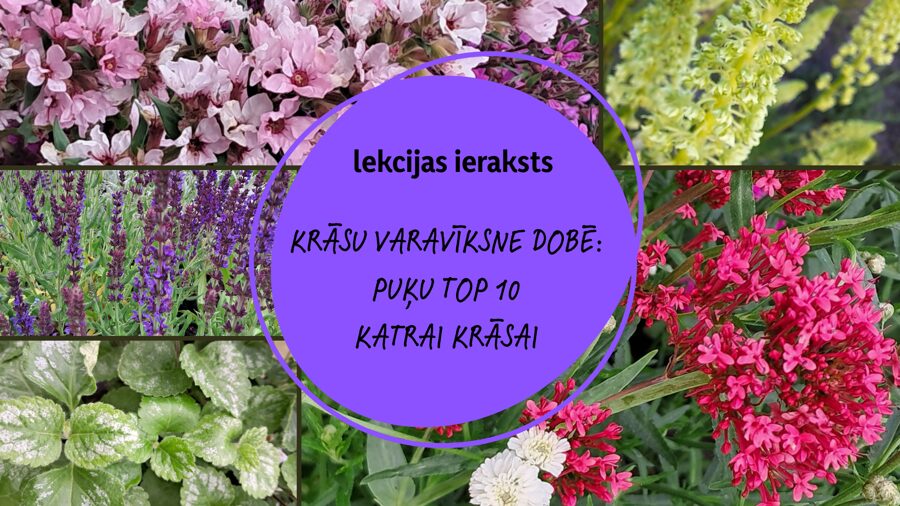 Lekcijas ieraksts: Krāsu varavīksne dobē: puķu TOP 10 katrai krāsai