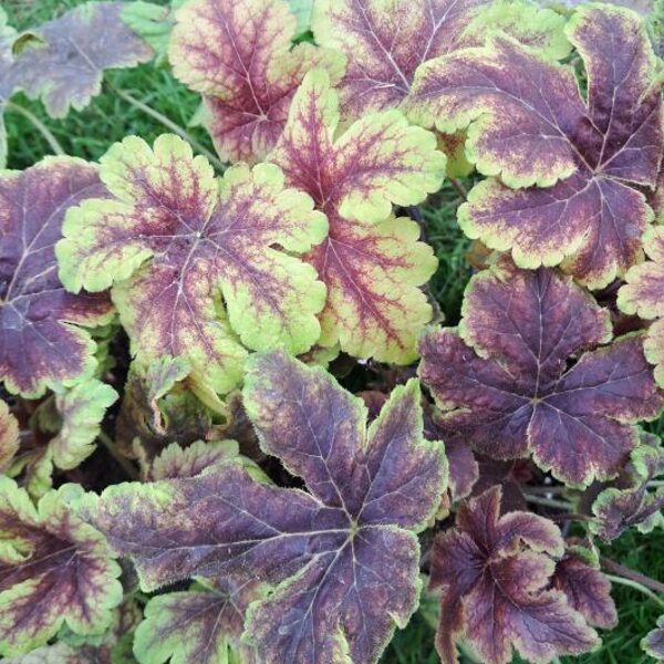 Heiherella Gold Zebra