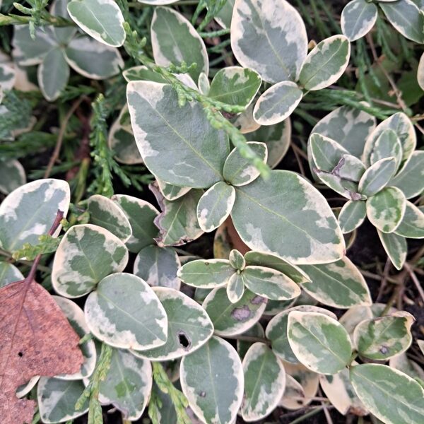 Kapmirte Variegata