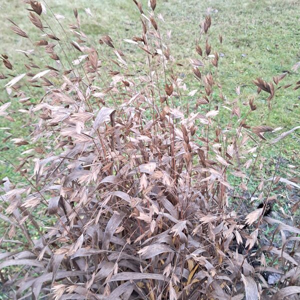 Ziemeļu jūras auza