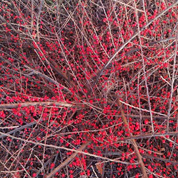 Horizontālā klintene