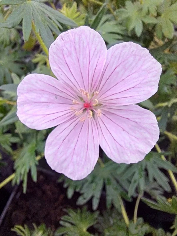 Gandrene Vision Light Pink
