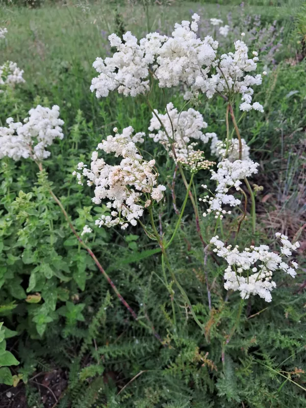 vīgrieze `Flore Pleno`