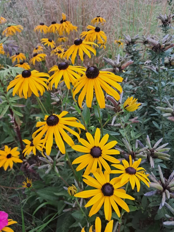 Rudbekija Goldsturm
