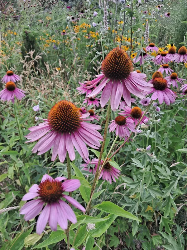 Purpura ehinācija