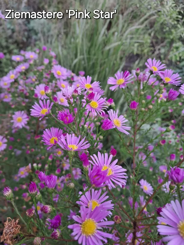 ZIemastere Pink Star