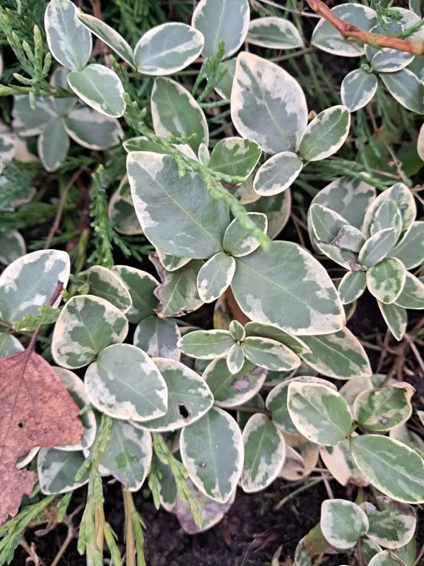Kapmirte Variegata